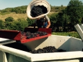 Sklizeň hroznů v Beaujolais ročníku 2015 Sklizeň hroznů v Beaujolais ročníku 2015