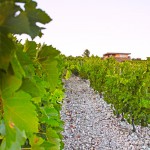 Clos d´Ora vinice