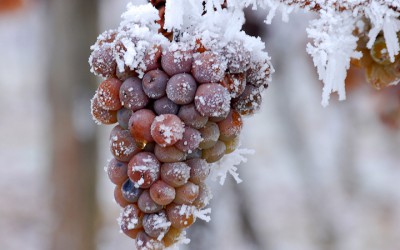 Ledového vína bude z letošní sklizně patrně méně