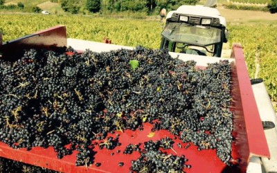Beaujolais Nouveau 2015 – jak to dopadlo (dopadne)