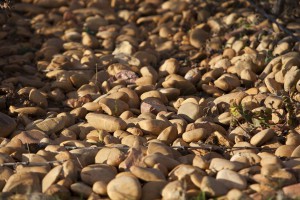 Tavel, automne / Tavel, autumn