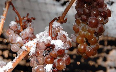 Na jižní Moravě začala sklizeň hroznů pro ledové víno