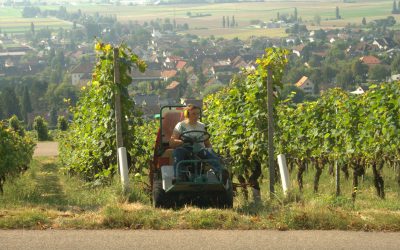Miniprůvodce švýcarských vinařských regionů a odrůd